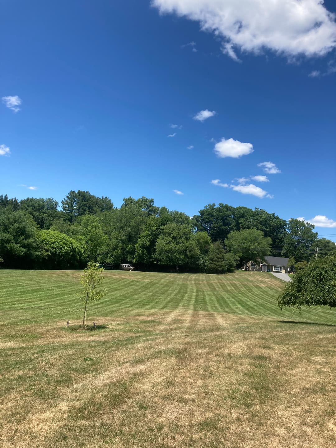Lush green field under blue sky with scattered clouds and a small tree in the foreground.