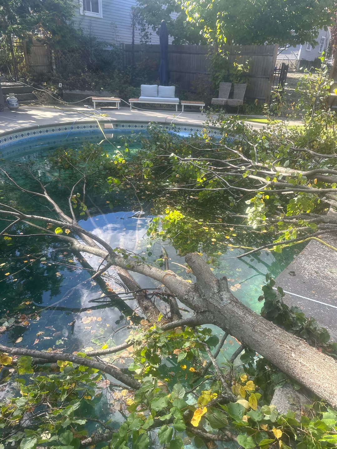 Tree branches fallen into a swimming pool surrounded by autumn leaves.
