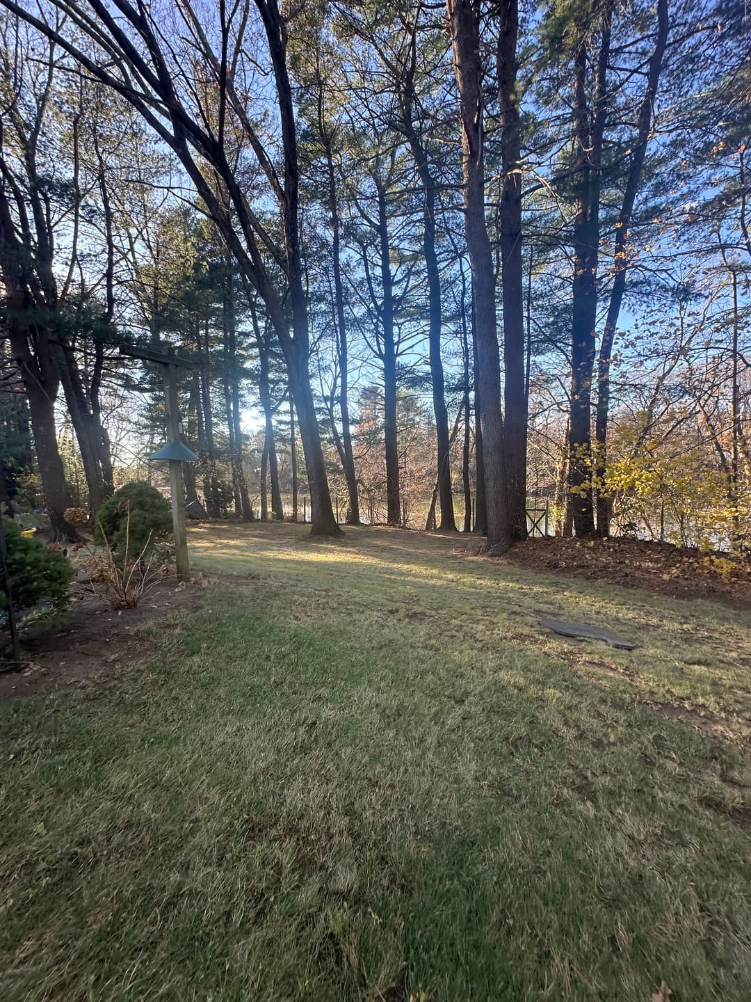 Lush green grass and tall trees in a serene forested area under a clear blue sky.