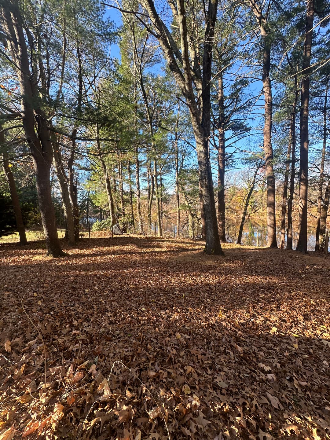 Autumn forest scene with trees and fallen leaves, sunlight streaming through the branches.
