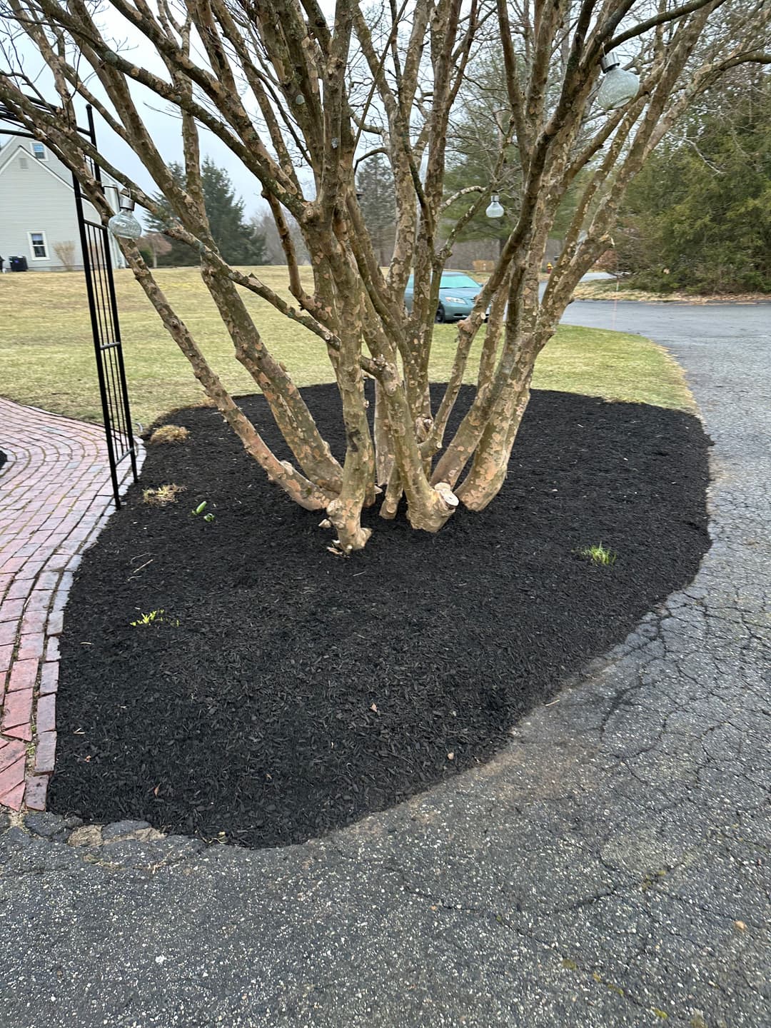 Mulched garden bed around a tree with black mulch and fresh green plant shoots.