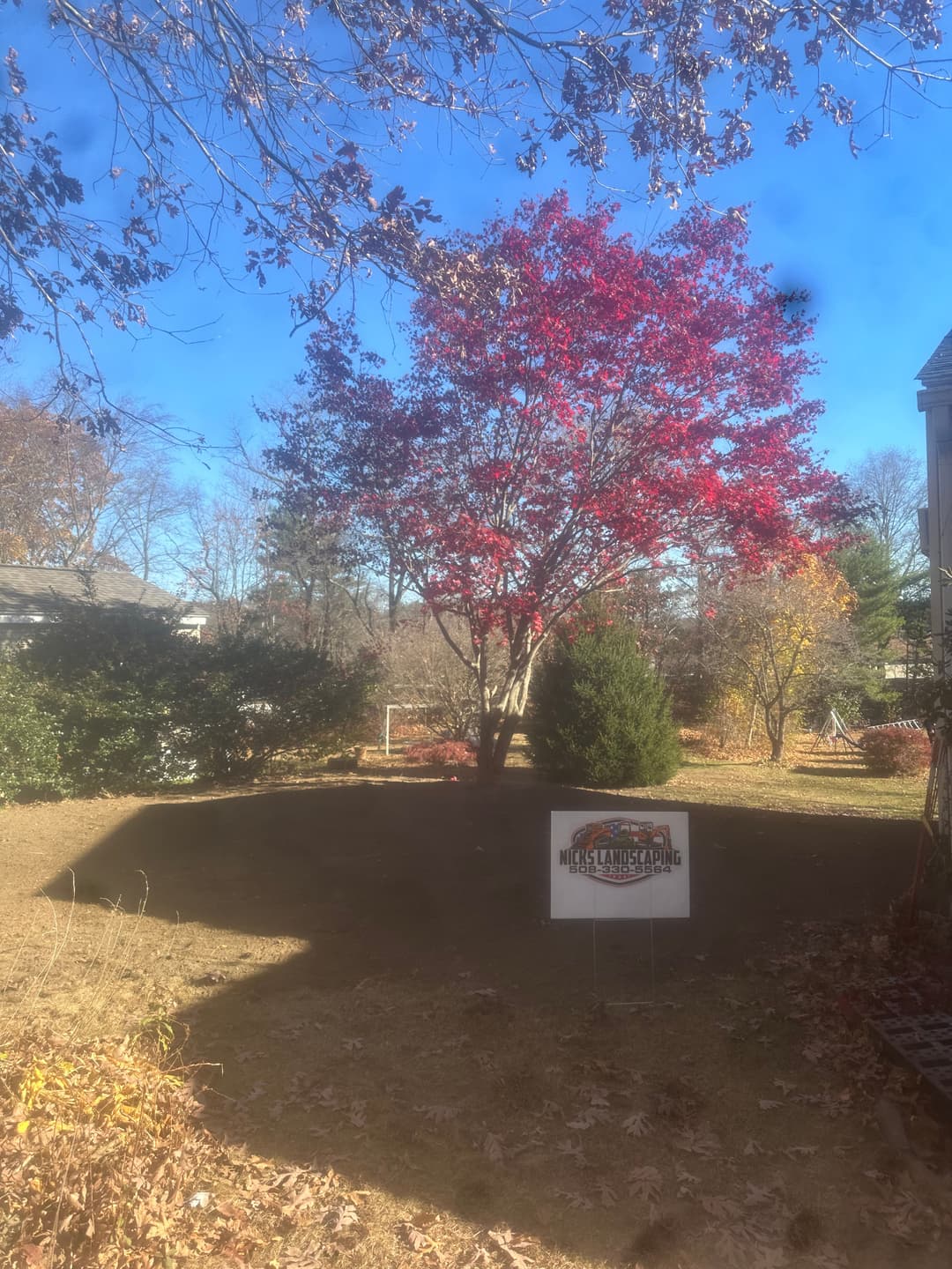 Vibrant red tree in autumn yard with sign promoting landscaping services. Clear blue sky.