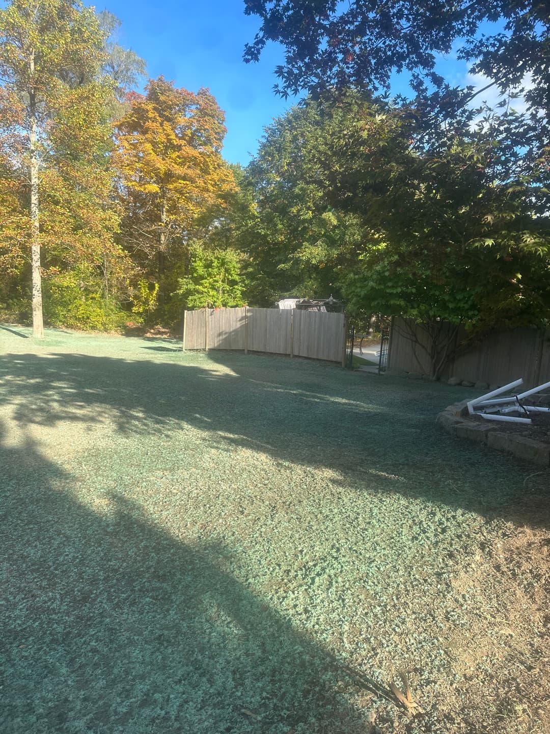 Lawn covered in green mulch with trees and a wooden fence in the background on a sunny day.