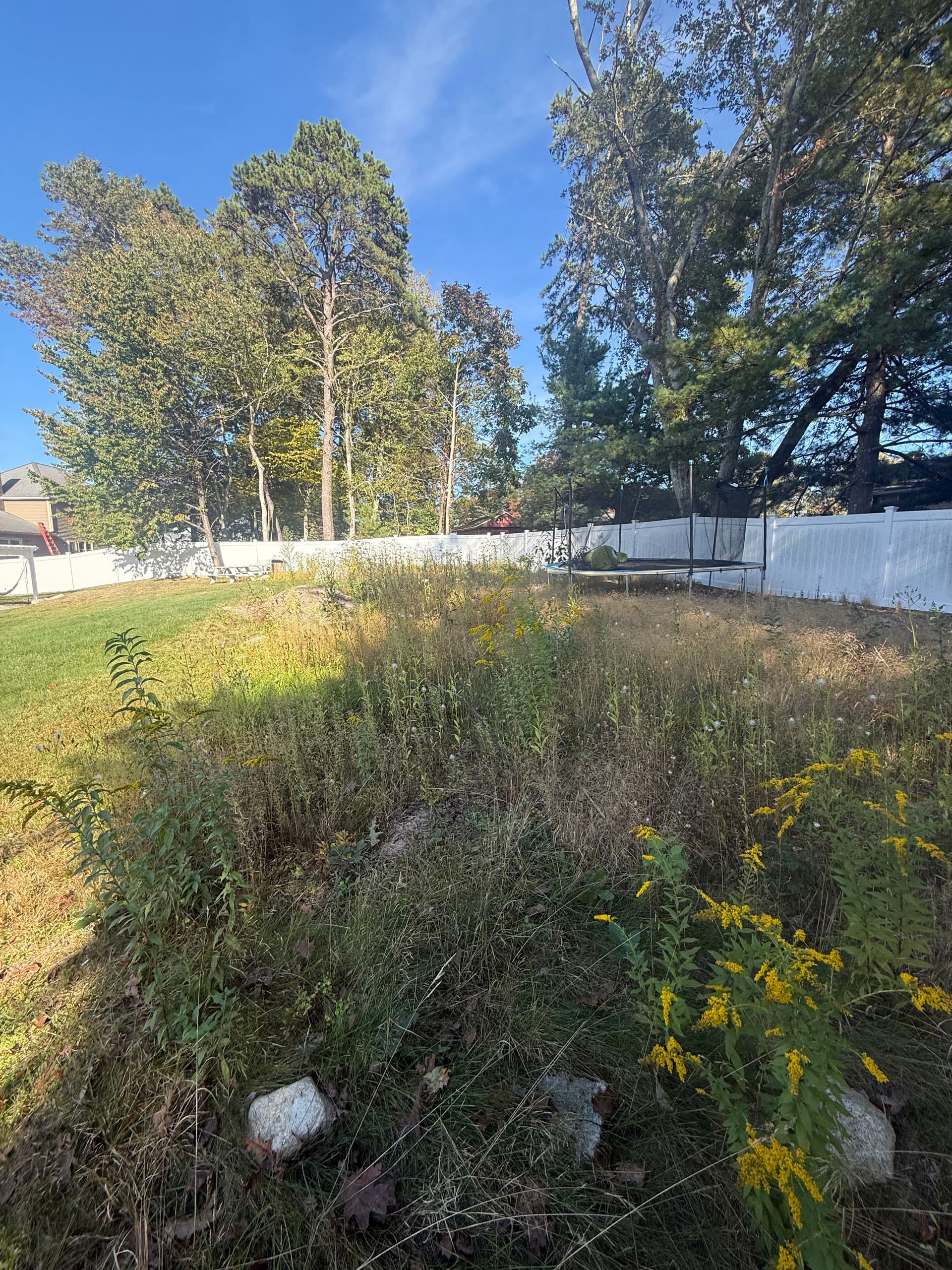 Backyard Transformation from Overgrowth to Open Space
