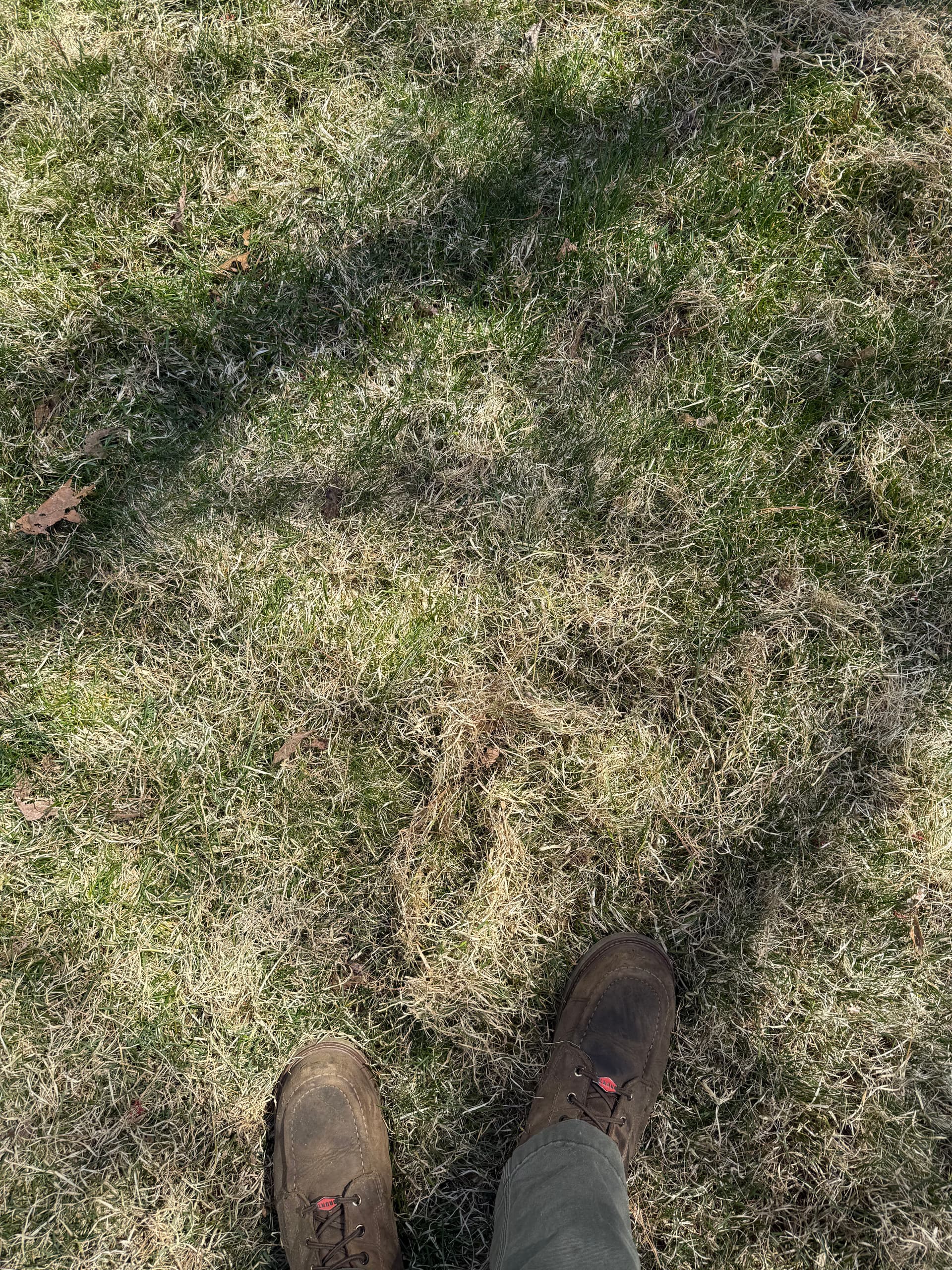 Gallery photos for Spring Cleanup and Dethatching That Actually Makes a Difference: Image #4